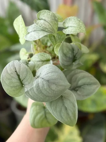 Сциндапсусы - Кухонная утварь в Красноярск