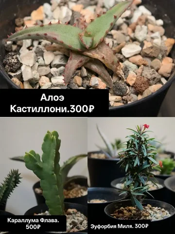 Комнатные растения - Растения в Красноярск