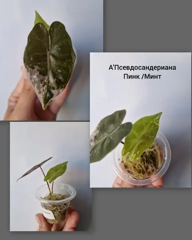 Детка А'Псевдосандериана Пинк/Минт - Комнатные растения в Барнаул