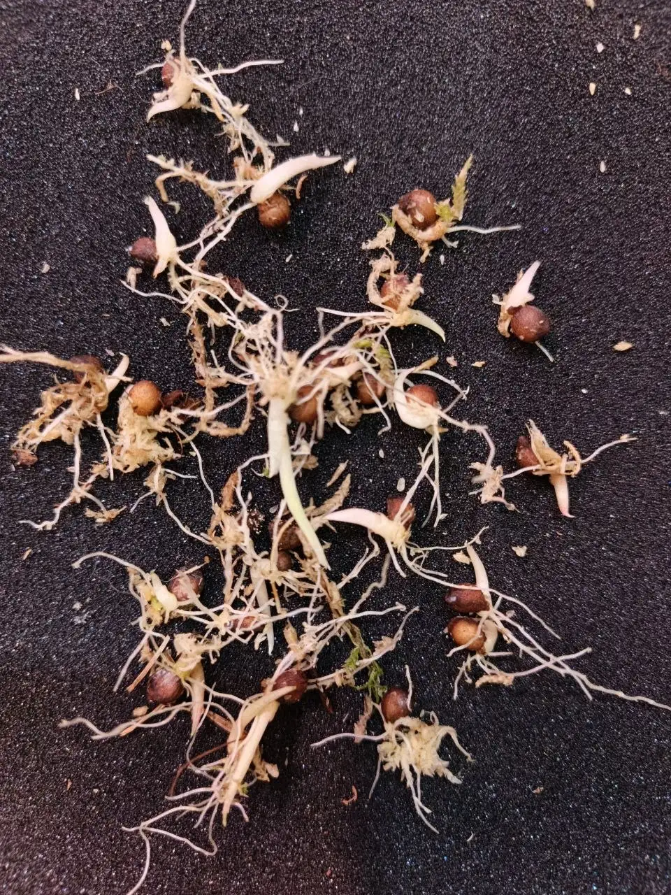 Алоказия Пинк Дракон вариегат семена - Растения и семена (Хобби и отдых) в Красноярск