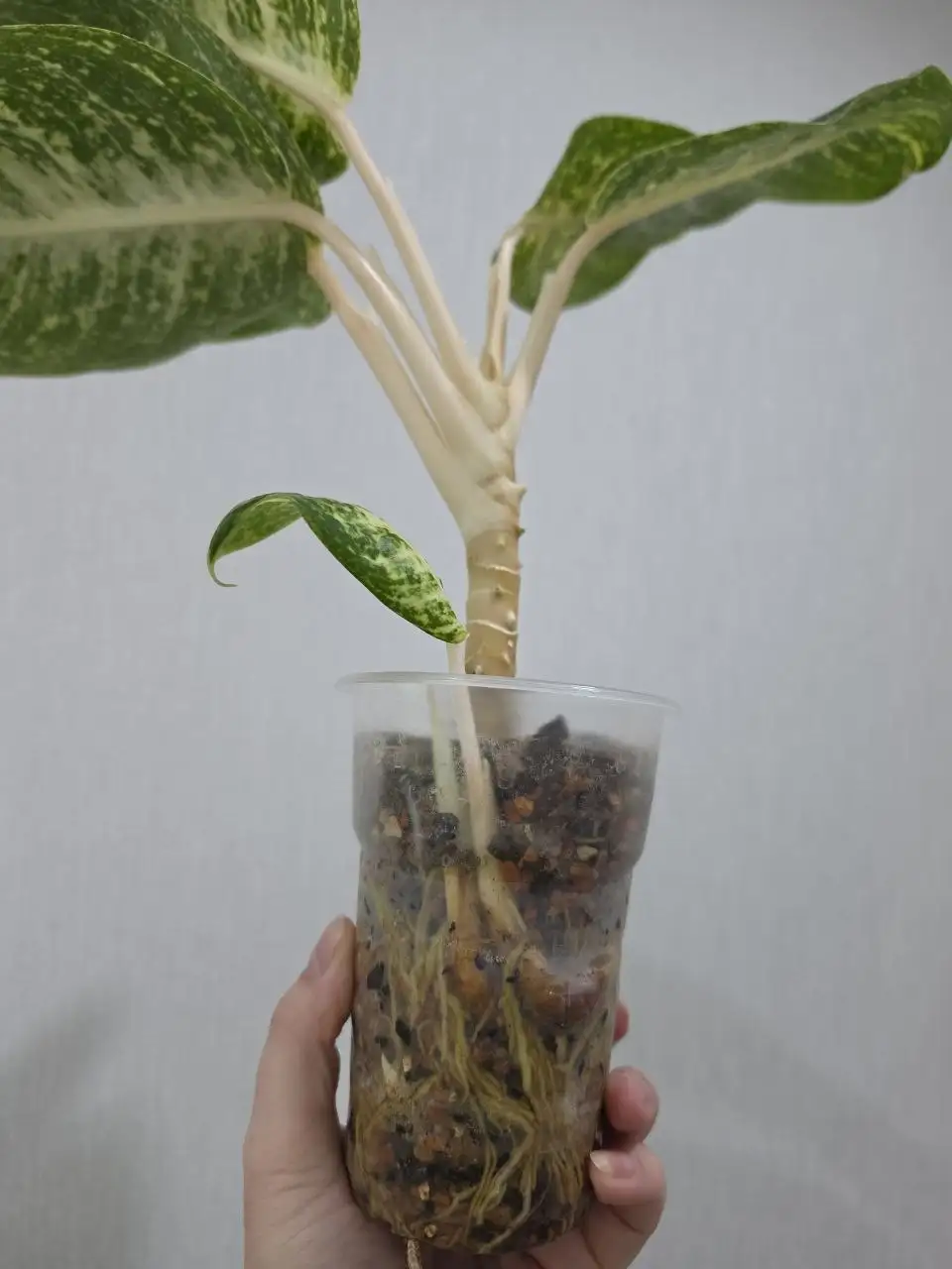 Аглаонема Green Papuma с детками - Комнатные растения (Хобби и отдых) в Красноярск
