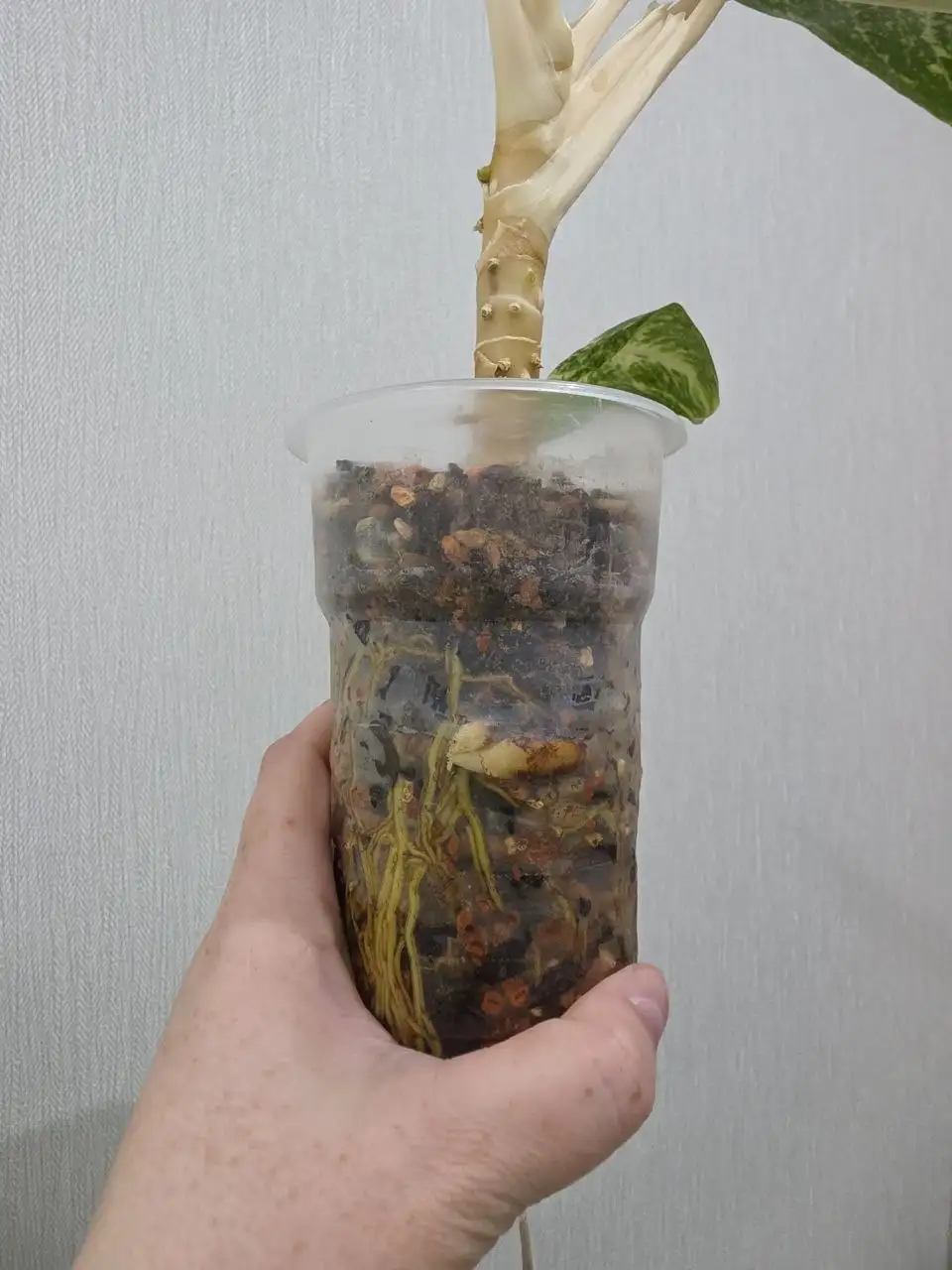 Аглаонема Green Papuma с детками - Комнатные растения (Хобби и отдых) в Красноярск