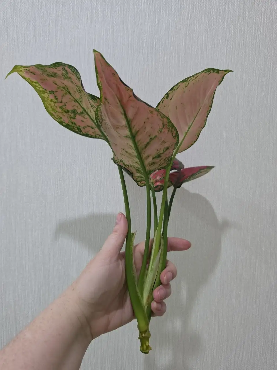 Аглаонема Spotted Star макушка - Комнатные растения (Хобби и отдых) в Красноярск