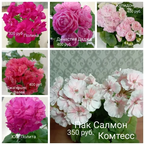 Укоренённые черенки пеларгоний - Растения в Красноярск