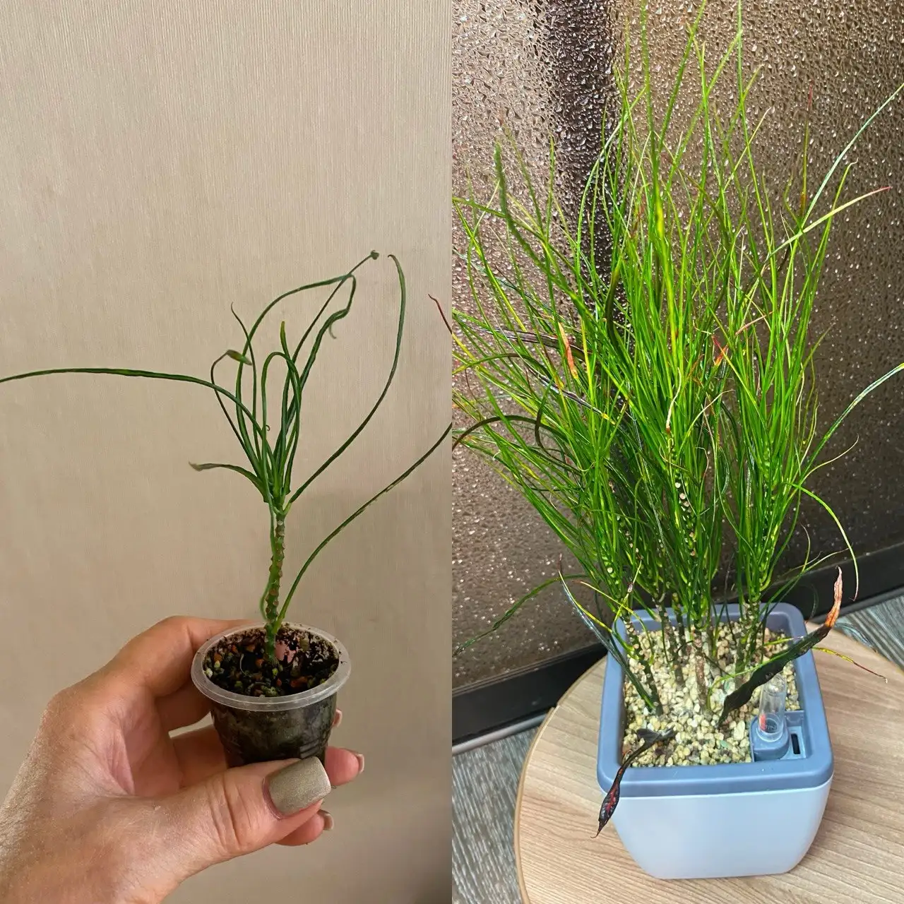 Кротон Кисть Пикассо - Комнатные растения (Хобби и отдых) в Красноярск