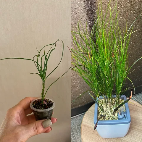 Кротон Кисть Пикассо - Игры и консоли в Красноярск