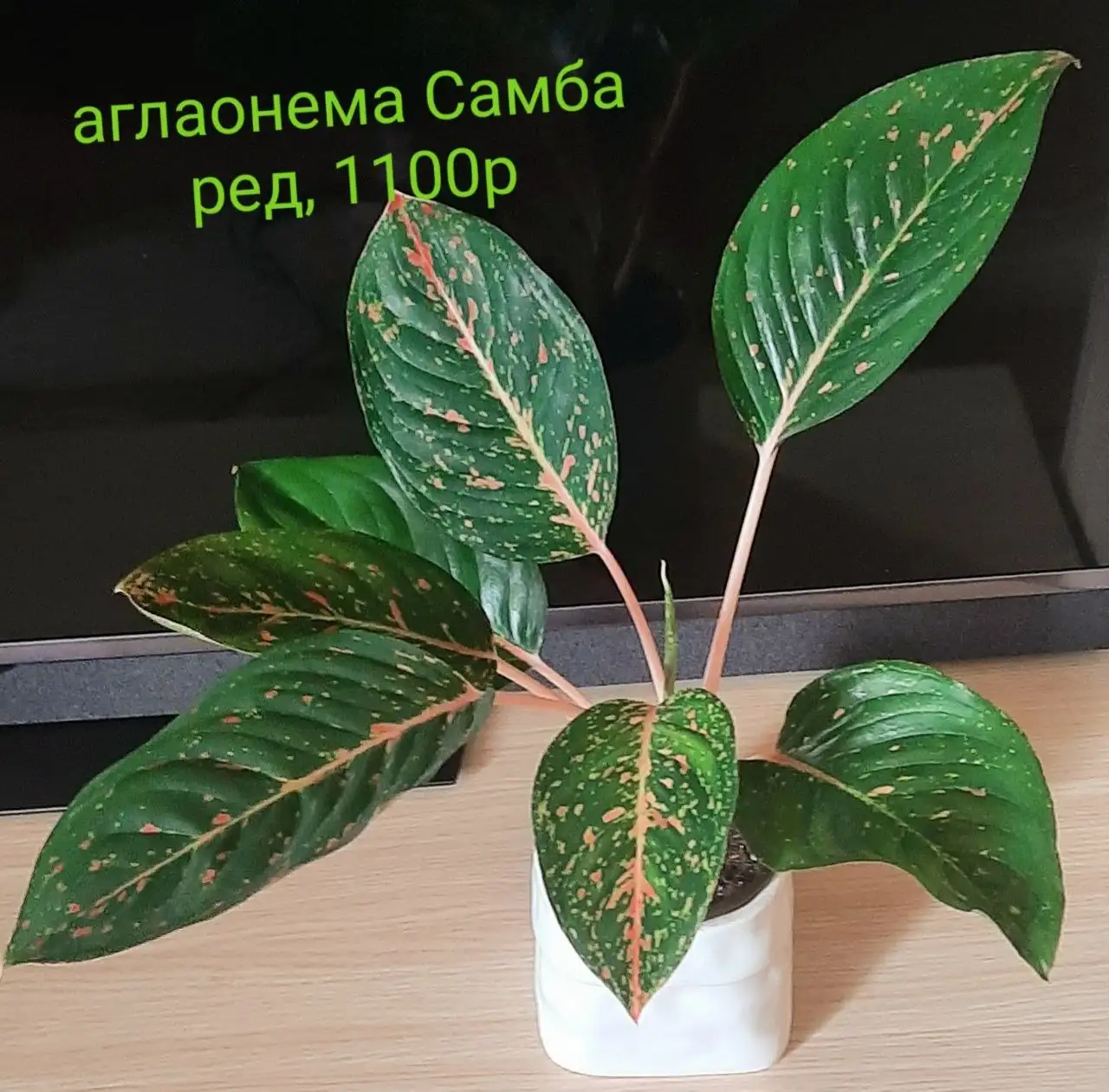 Продам цветы с фото - Комнатные растения (Хобби и отдых) в Красноярск