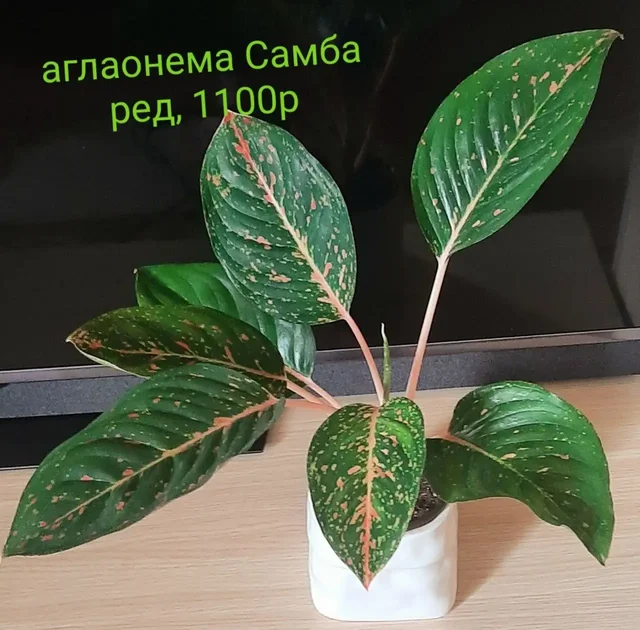 Продам цветы с фото - Эзотерика в Красноярск
