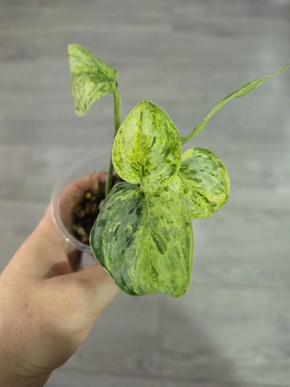 Сциндапсус Peasun - укорененные черенки - Комнатные растения (Хобби и отдых) в Красноярск