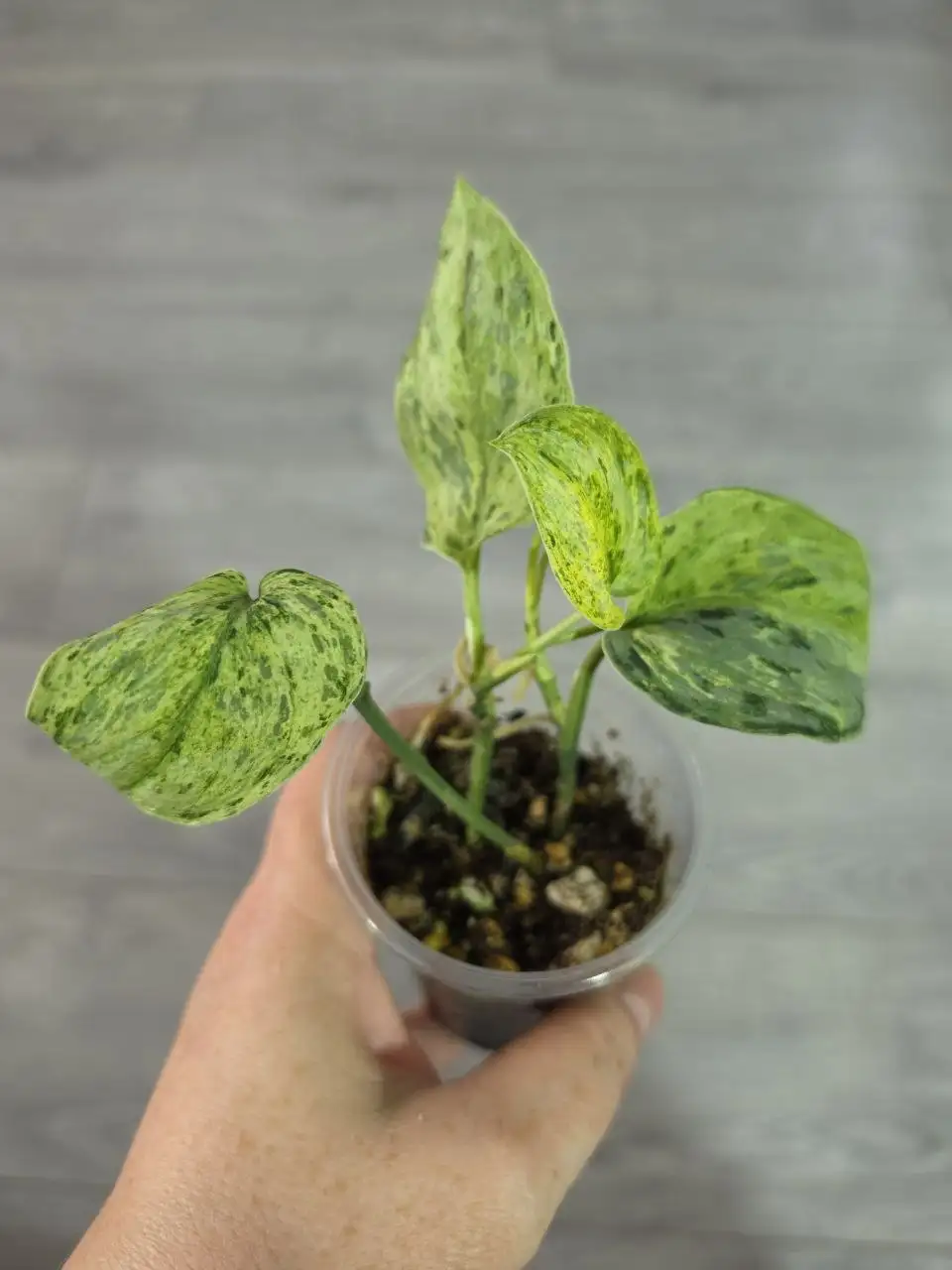 Сциндапсус Peasun - укорененные черенки - Комнатные растения (Хобби и отдых) в Красноярск