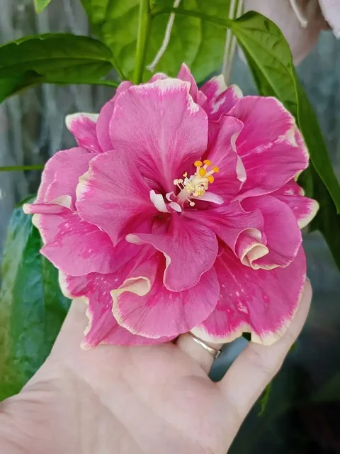 Продажа комнатных растений Sacura's romantic rose petals в Красноярске - Мультиварка и техника для кухни в Красноярск