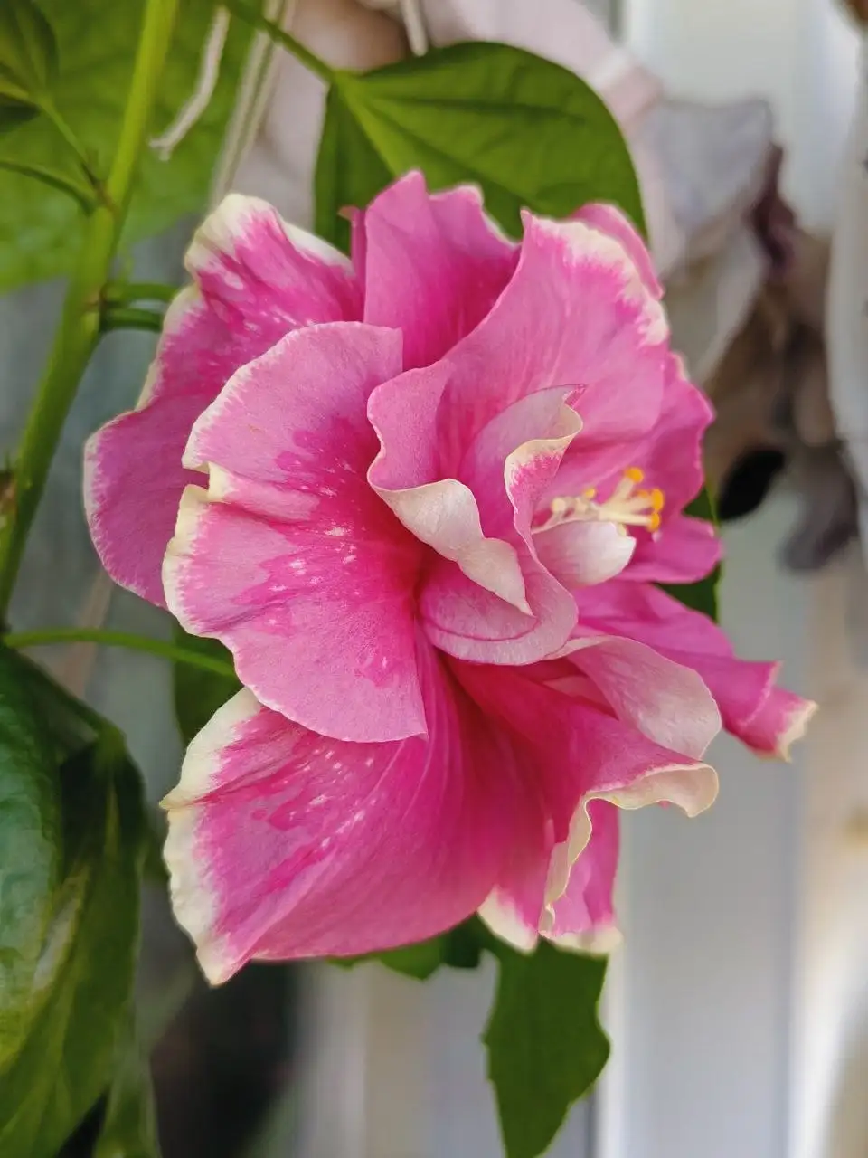 Продажа комнатных растений Sacura's romantic rose petals в Красноярске - Для дома и дачи в Красноярск