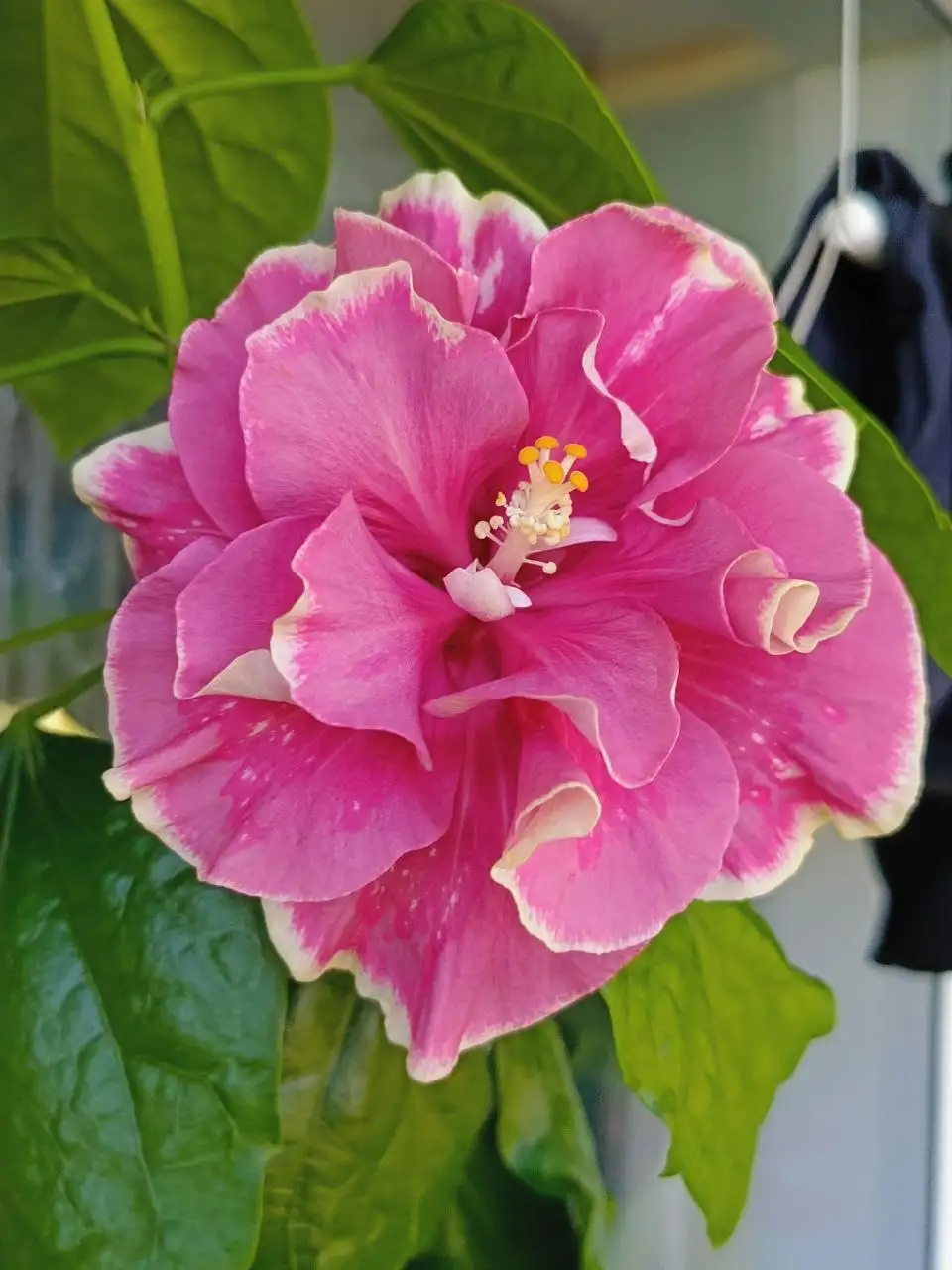 Продажа комнатных растений Sacura's romantic rose petals в Красноярске - Для дома и дачи в Красноярск