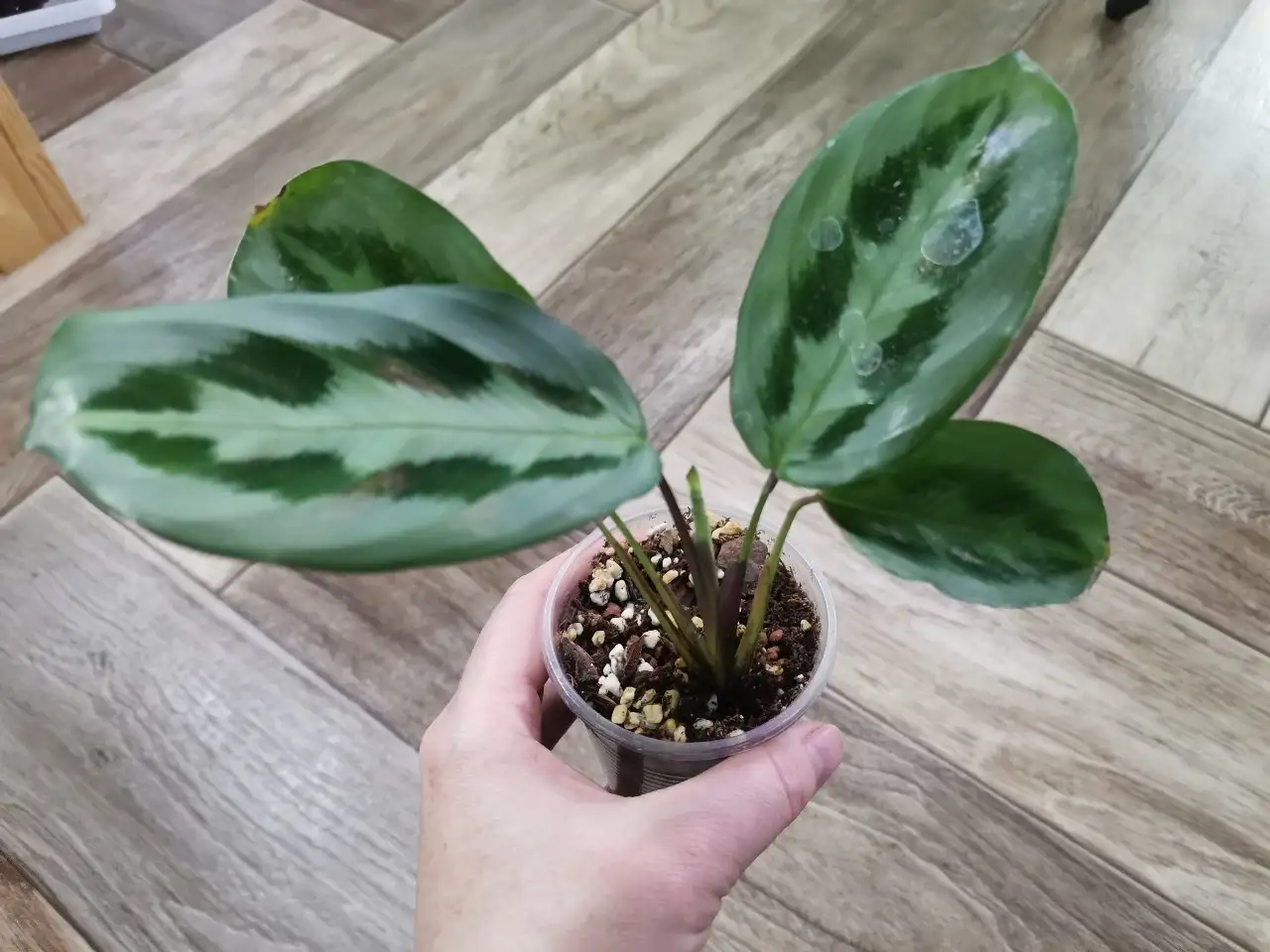 Продам калатею Эквадор - Комнатные растения (Хобби и отдых) в Красноярск