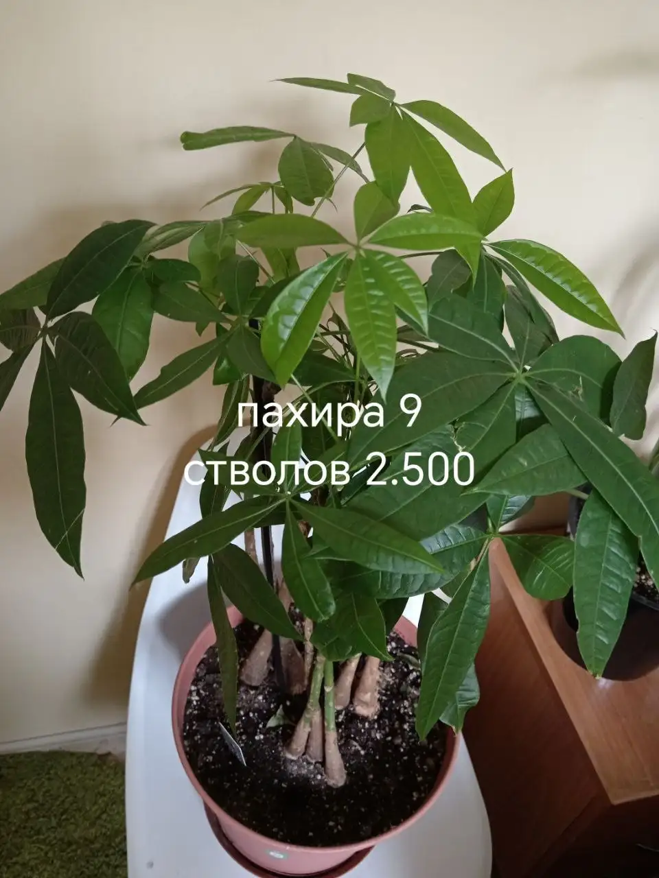 Комнатные растения - Хобби и отдых в Красноярск