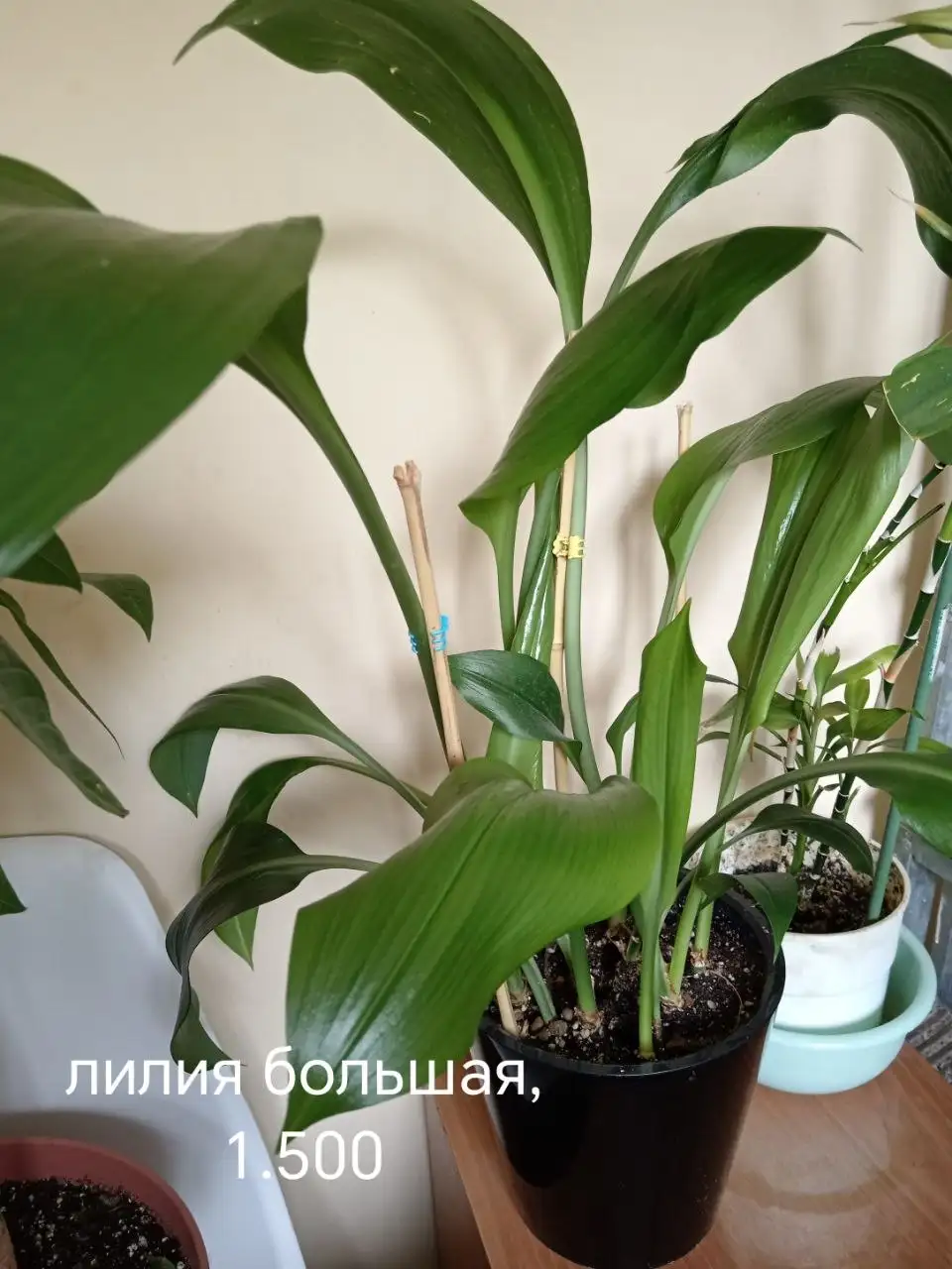 Комнатные растения - Хобби и отдых в Красноярск