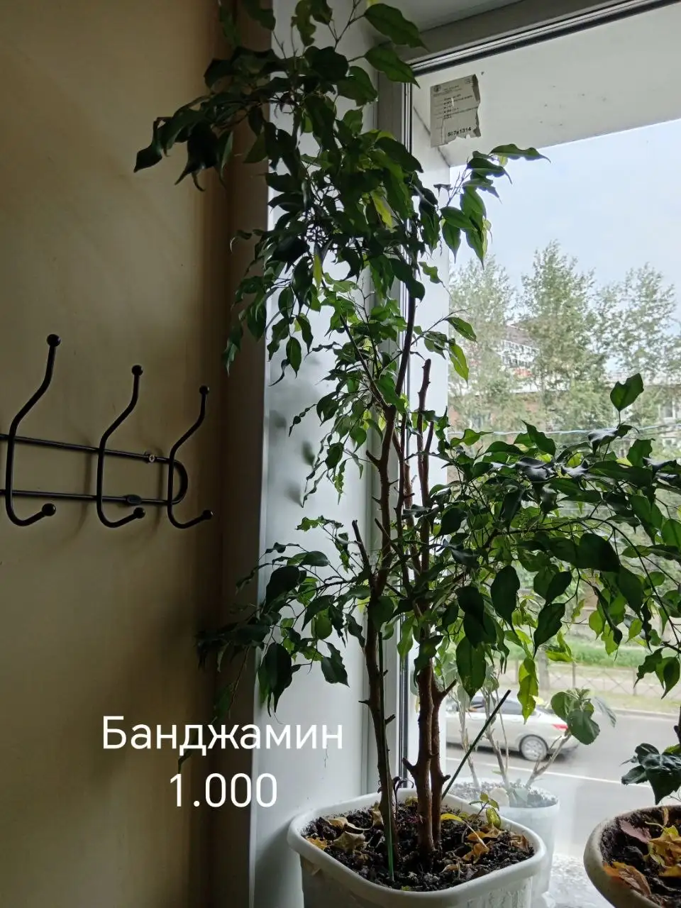 Комнатные растения - Хобби и отдых в Красноярск