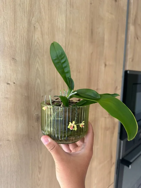 Орхидея Phalaenopsis deliciosa - Пеларгонии в Красноярск
