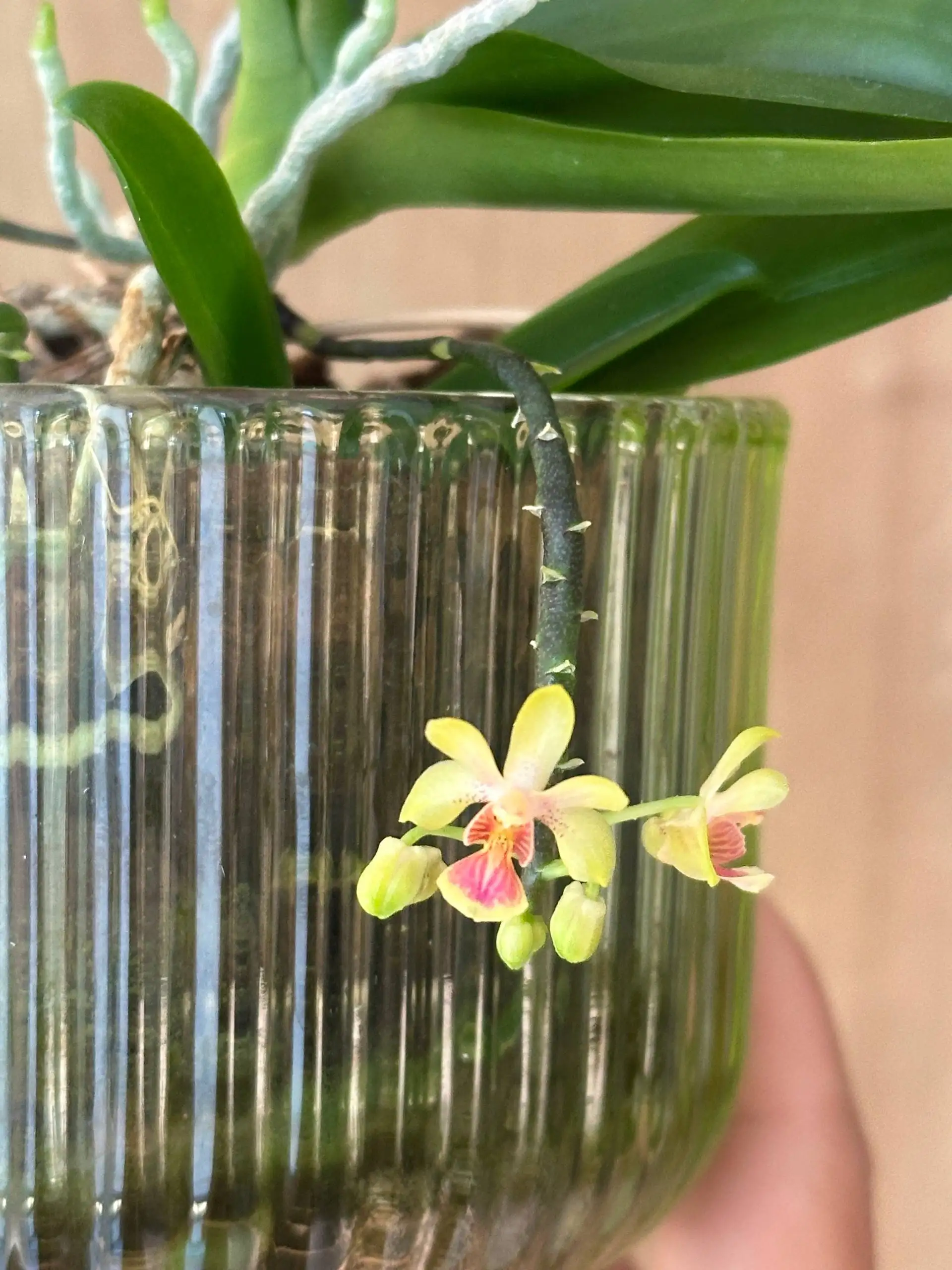 Орхидея Phalaenopsis deliciosa - Растения в Красноярск