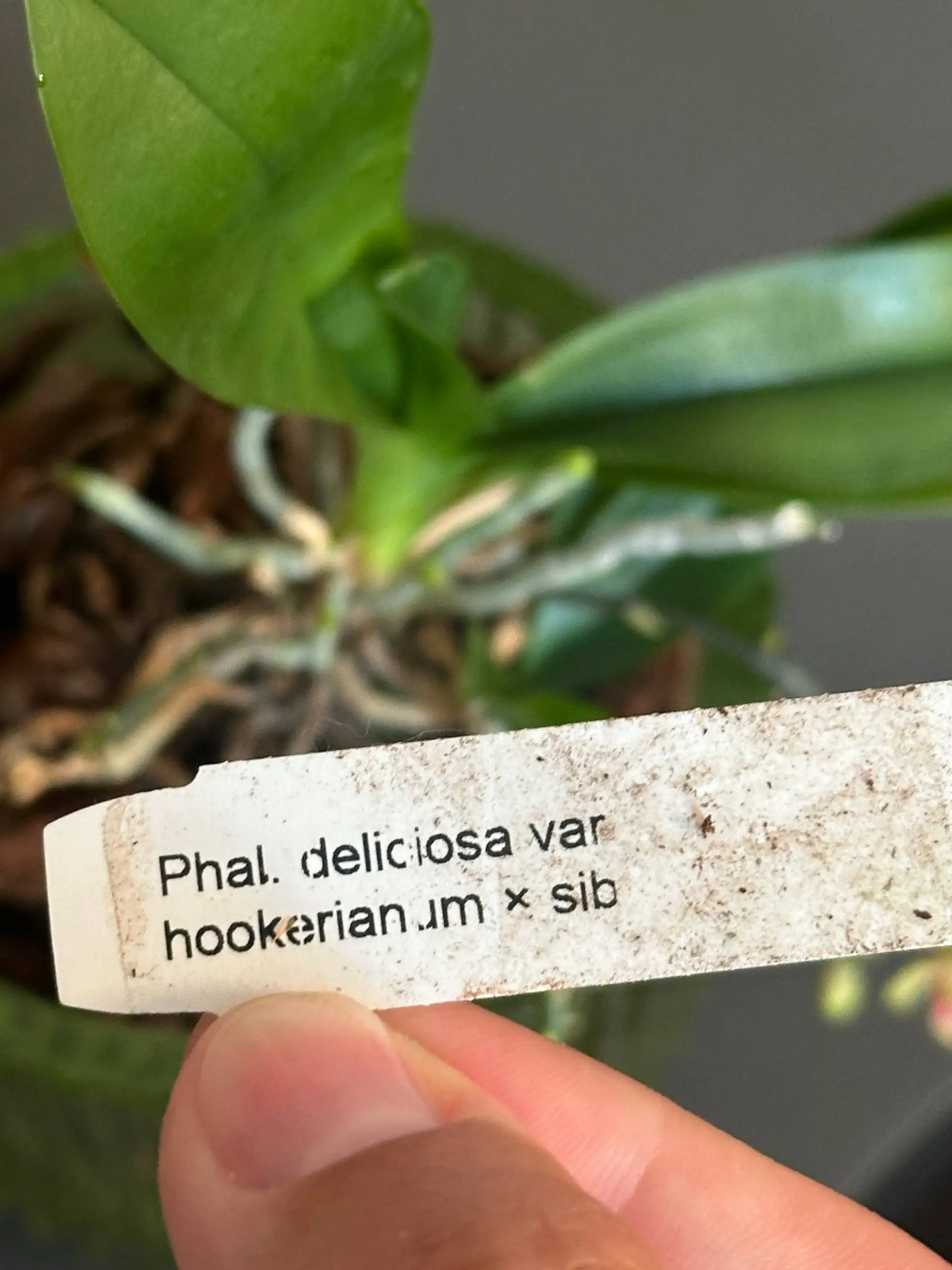 Орхидея Phalaenopsis deliciosa - Растения в Красноярск