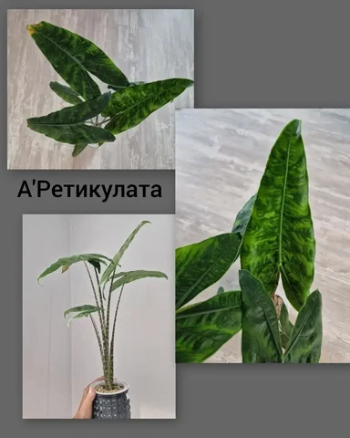 Взрослая Алоказия Ретикулата - частное объявление в Барнаул