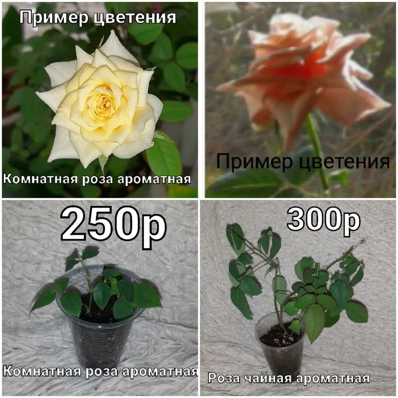 Продам домашние цветы - Растения (Для дома и дачи) в Красноярск