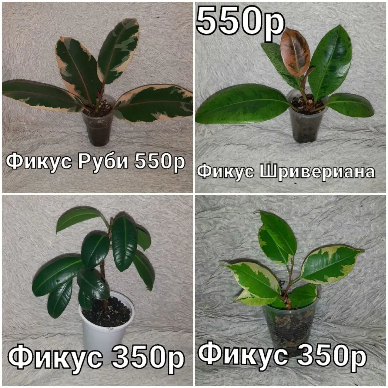 Продам домашние цветы - Растения (Для дома и дачи) в Красноярск
