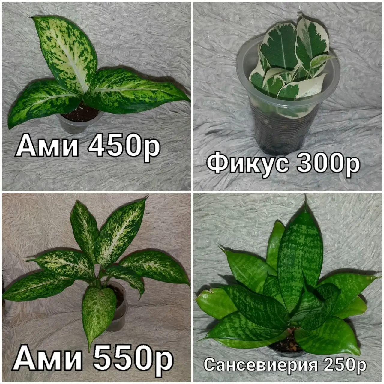 Продам домашние цветы - Растения (Для дома и дачи) в Красноярск