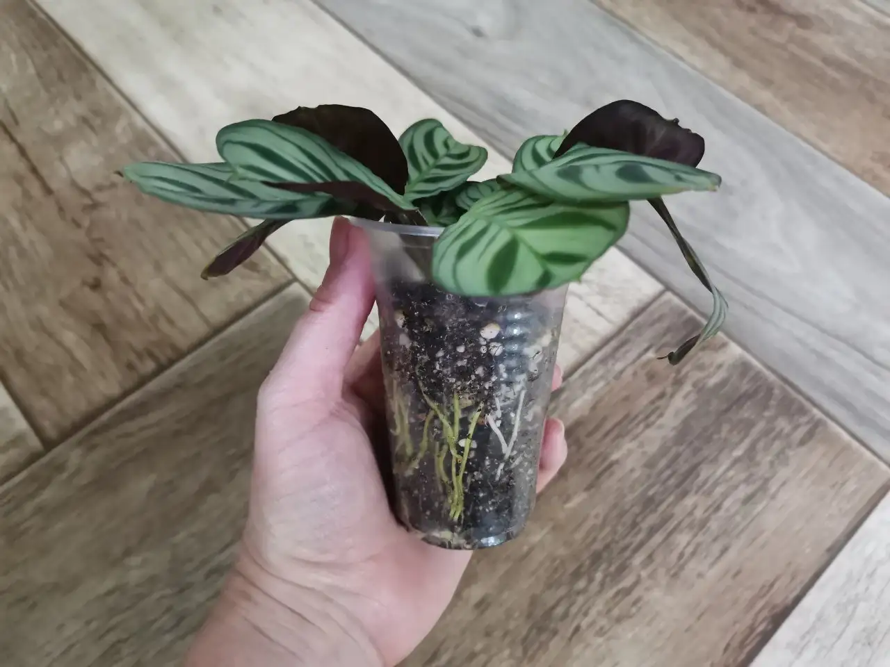 Ктенанта Бурле Макс 350 - Комнатные растения (Хобби и отдых) в Красноярск