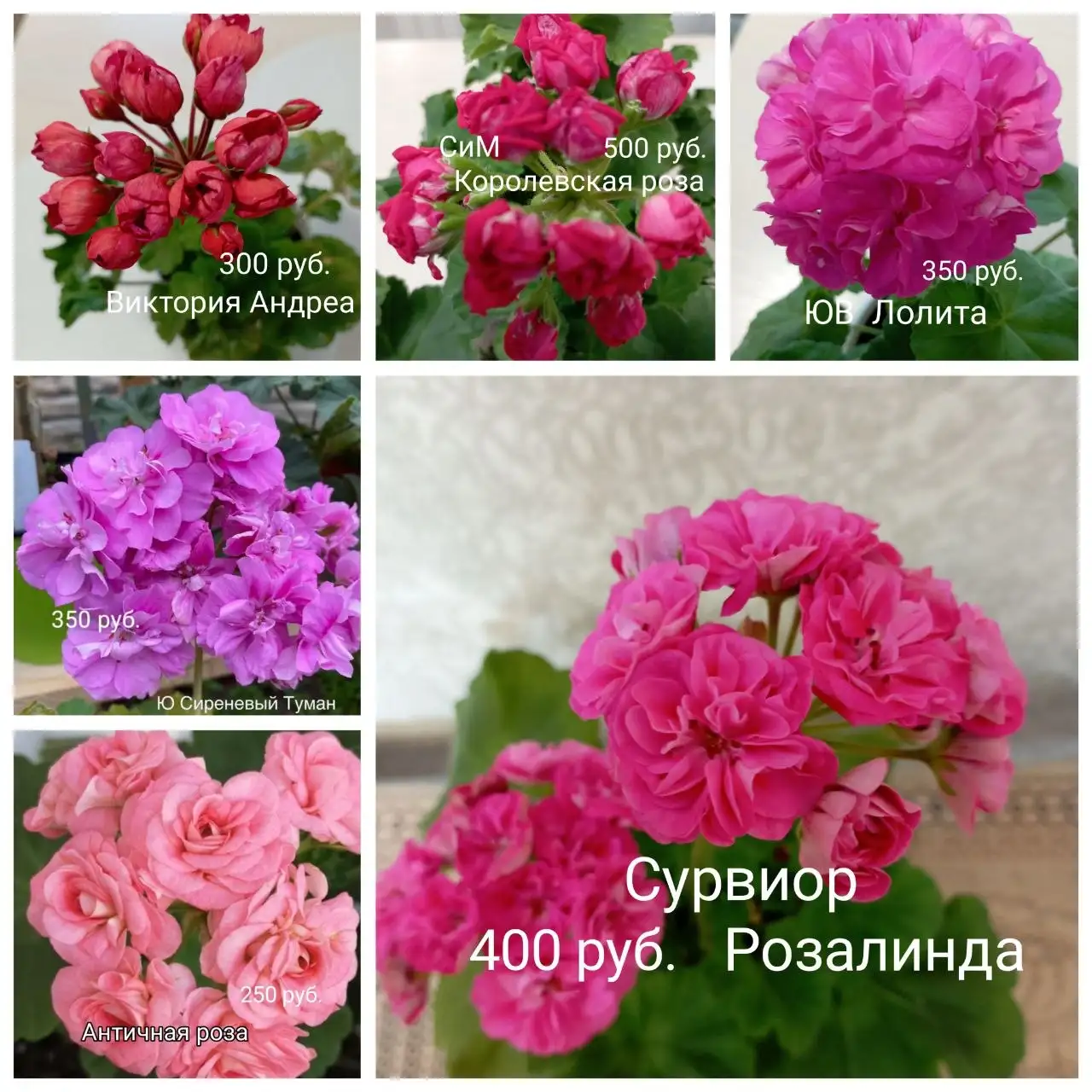 Черенки пеларгоний укоренённые - Комнатные растения (Хобби и отдых) в Красноярск