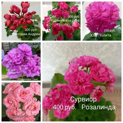 Черенки пеларгоний укоренённые - частное объявление в Красноярск