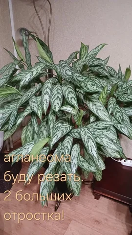 Обмен растений, Красноярск - частное объявление в Красноярск