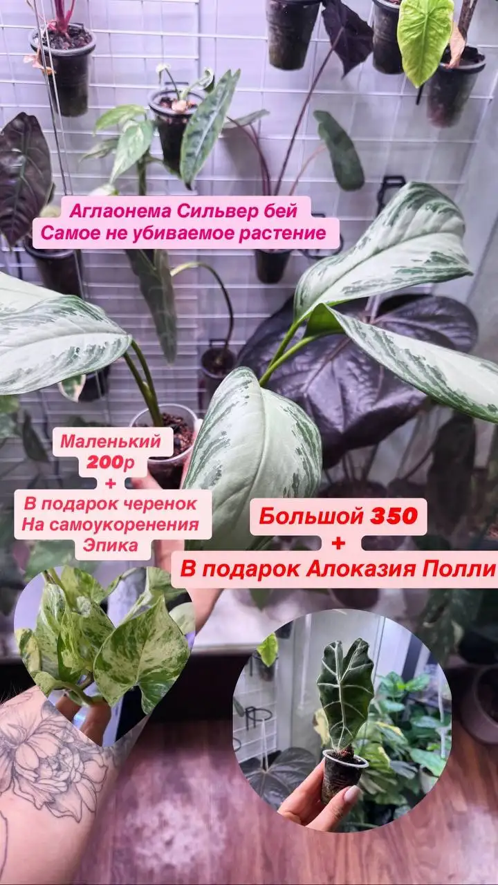 Продажа комнатных растений - Для дома и дачи в Красноярск