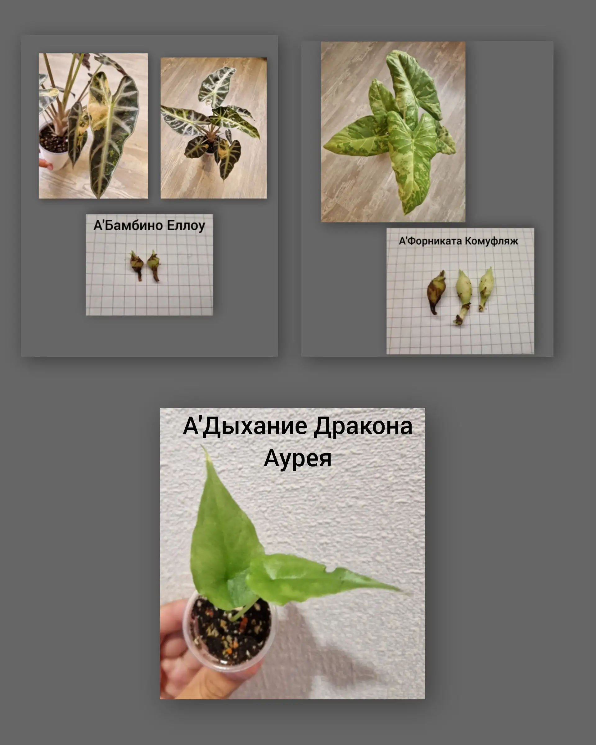 Продажа клубники и деток - Комнатные растения (Хобби и отдых) в Барнаул
