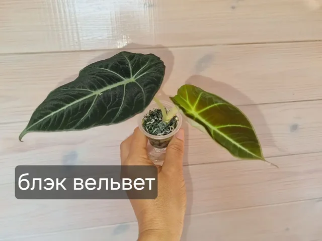 Продажа комнатных растений - Туризм в Красноярск