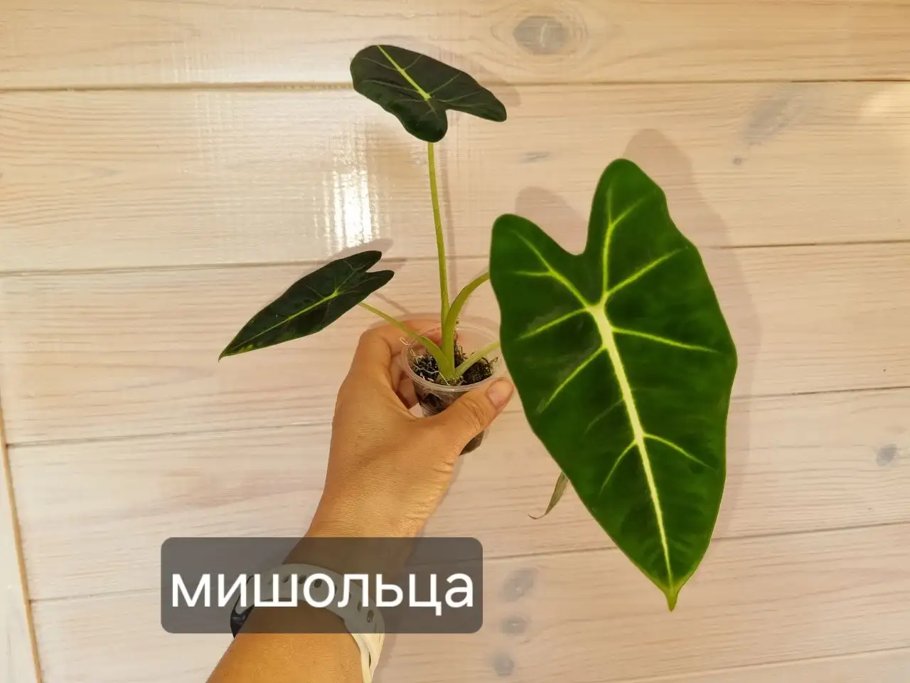 Продажа комнатных растений - Растения (Хобби и отдых) в Красноярск