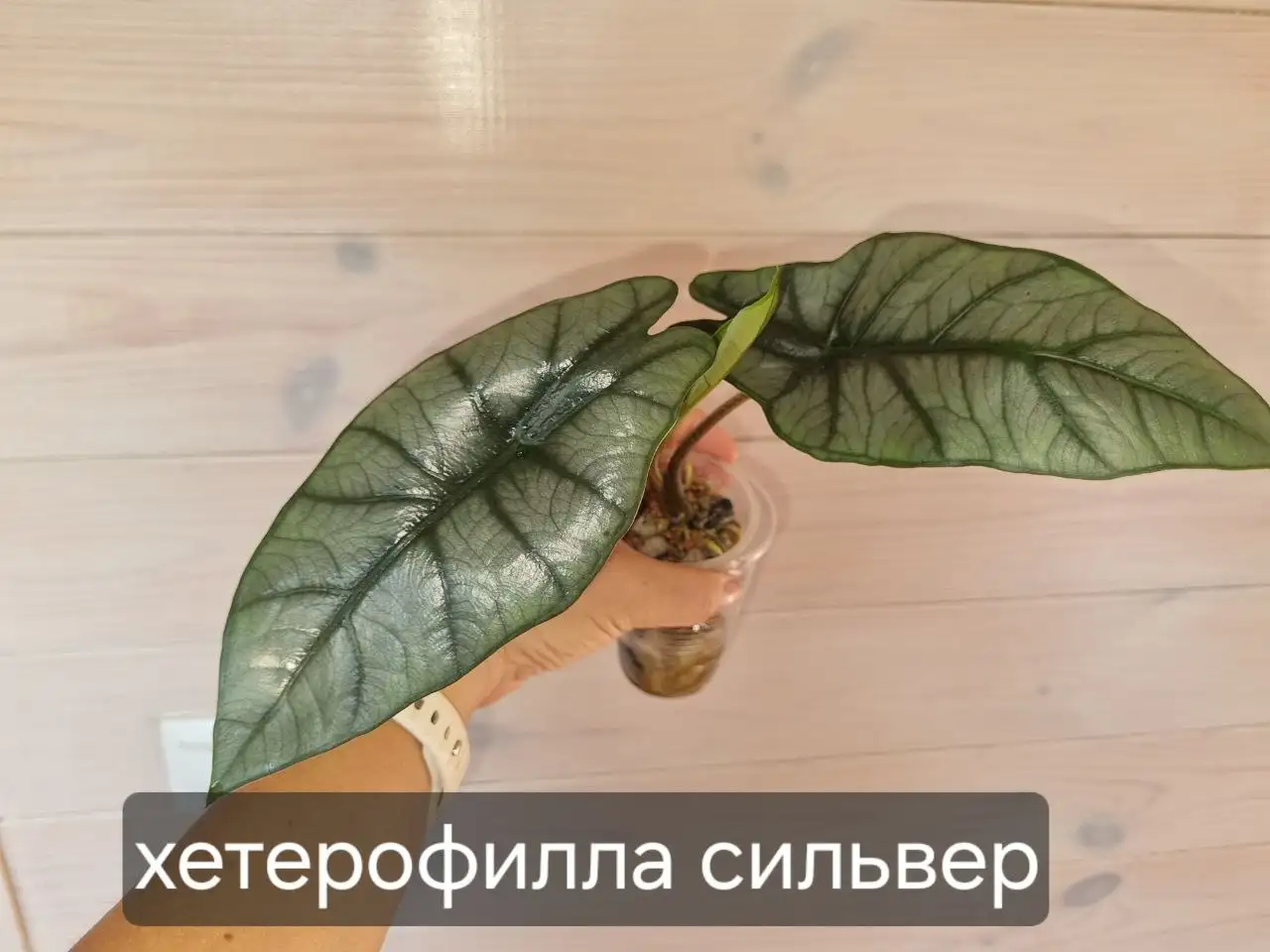 Продажа комнатных растений - Растения (Хобби и отдых) в Красноярск