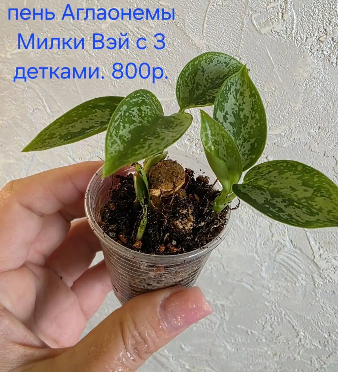 Комнатные растения б/у - Растения (Хобби и отдых) в Красноярск