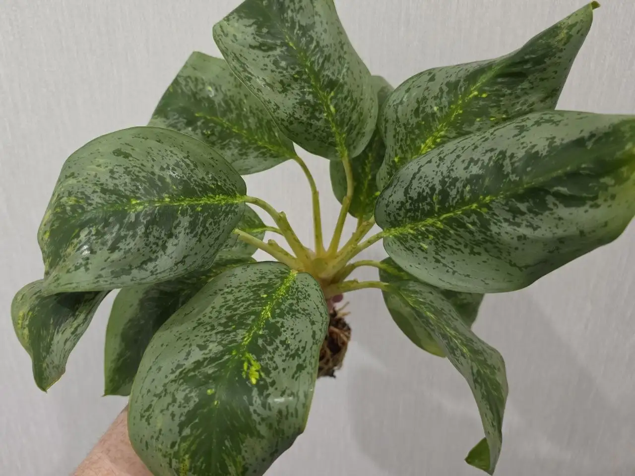 Аглаонема Lemon Mint пенек - null (Электроника) в Красноярск