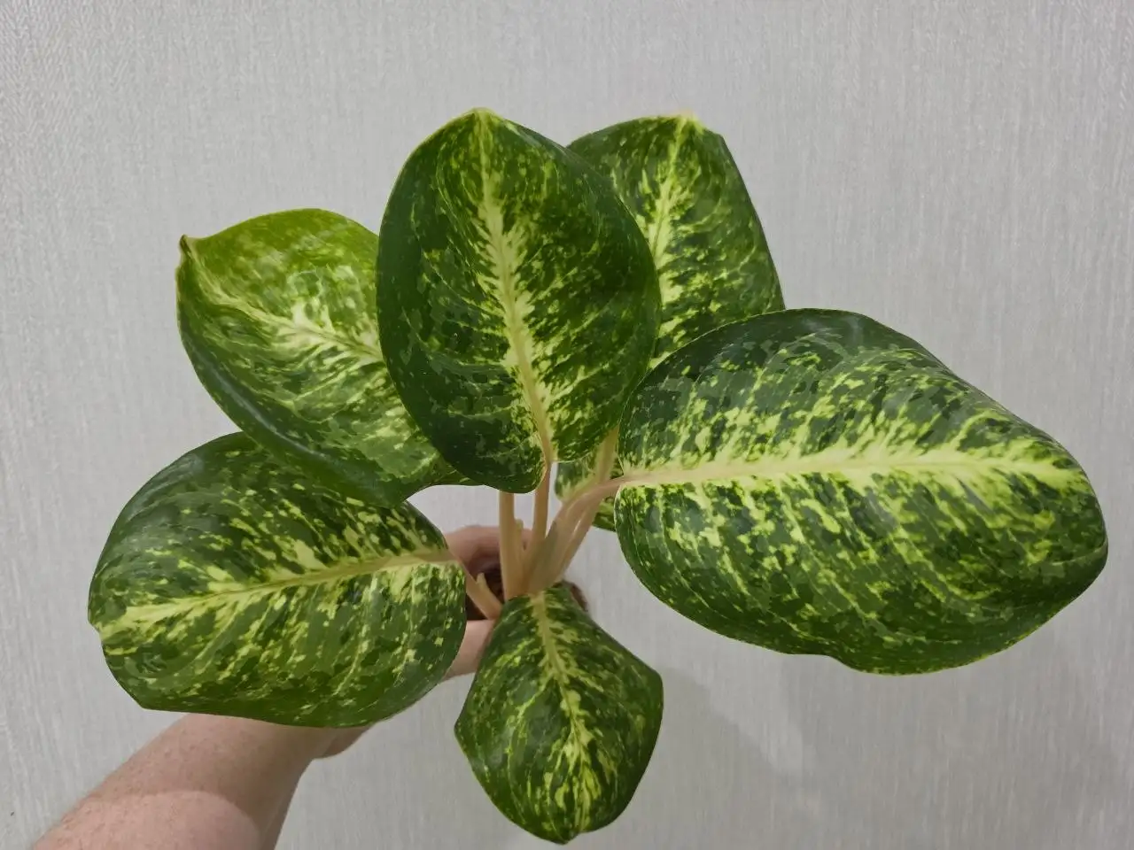 Аглаонема Siam Conflex (Green Apple) - Для дома и дачи в Красноярск