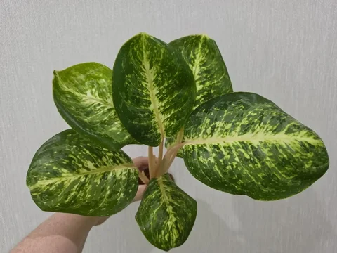 Аглаонема Siam Conflex (Green Apple) - Строительство и ремонт в Красноярск