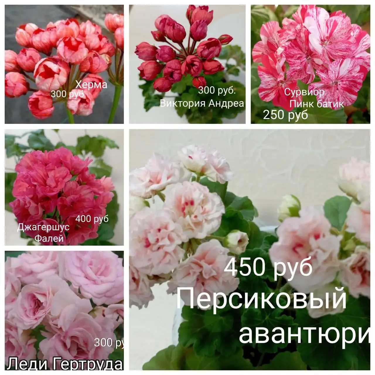 Продам укоренённые черенки пеларгоний - Комнатные растения (Хобби и отдых) в Красноярск