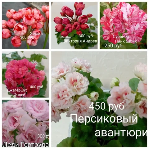 Продам укоренённые черенки пеларгоний - Туризм в Красноярск