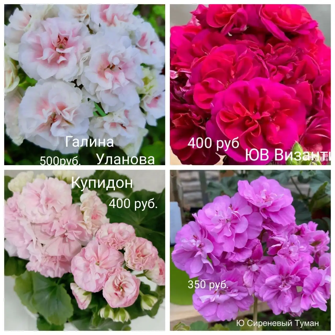 Продам укоренённые черенки пеларгоний - Растения (Для дома и дачи) в Красноярск