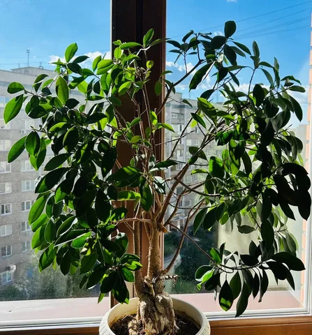 Деревце с пересадкой - Средства для растений в Красноярск