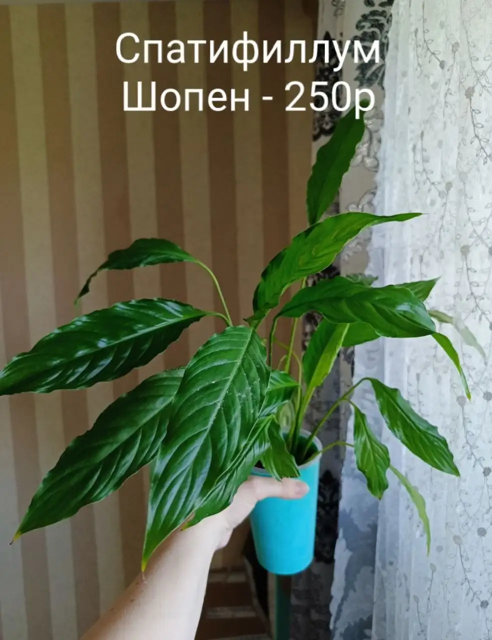 Комнатные растения из Тверской области - Комнатные растения (Для дома и дачи) в Красноярск