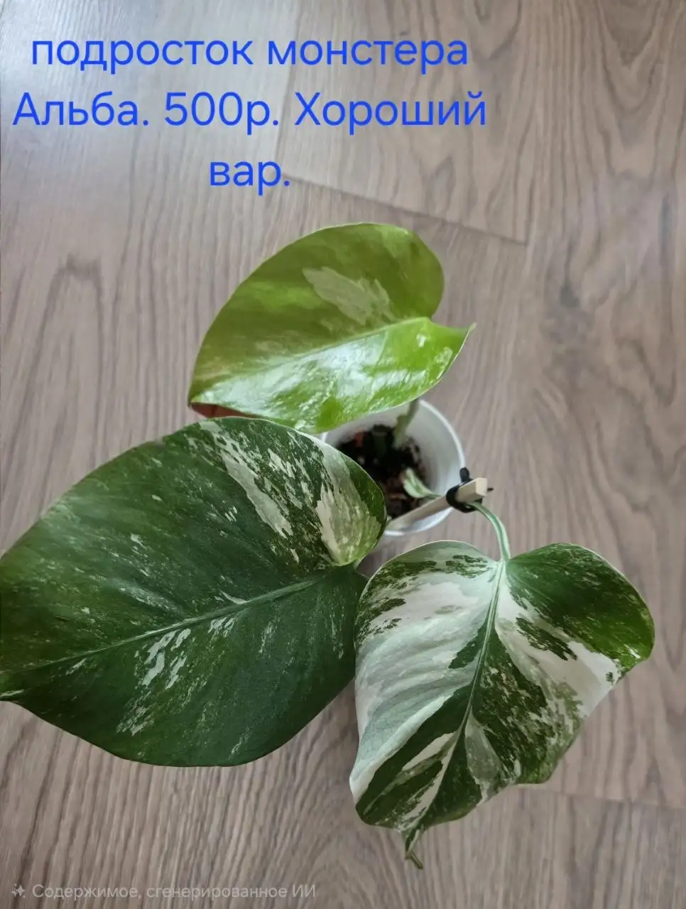 Комнатные растения в Красноярске - Растения (Хобби и отдых) в Красноярск