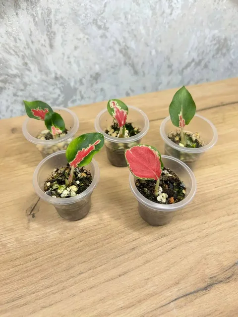 Аглаонема суксом, адаптированные клоны - Алоказия Кукулата в Красноярск