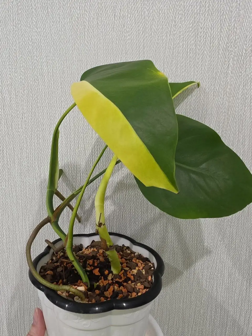 Монстера Yellow Half Moon - Растения в Красноярск