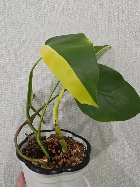 Монстера Yellow Half Moon - Алоказия Кукулата в Красноярск